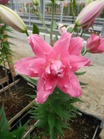 [4544 VH20 Dreamline No02.JPG]